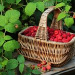 Фото спасения ягоды малины от вредителей