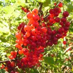 Фото красной смородины, ее высокоурожайные сорта