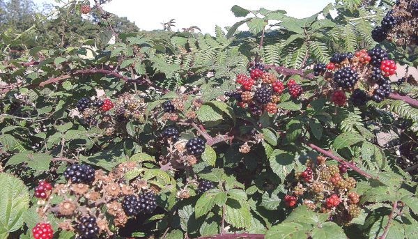 Proper cultivation and care of blackberries Photo of proper cultivation and care of blackberries