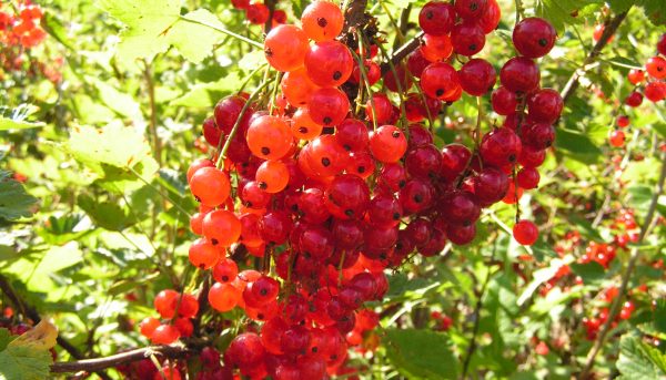 Фото красной смородины, ее высокоурожайные сорта