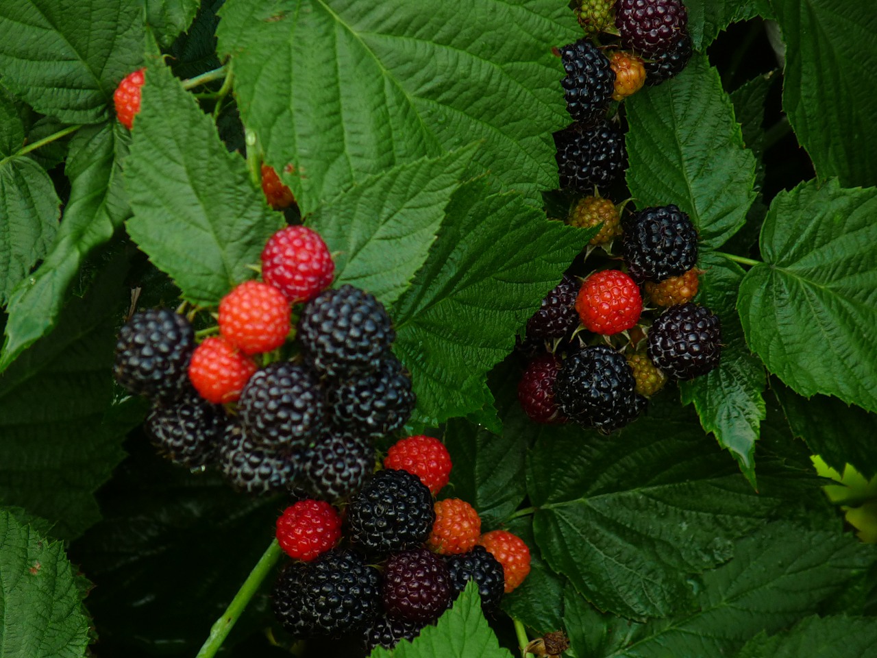 Полное описание и обзор характеристик ягод ежемалины